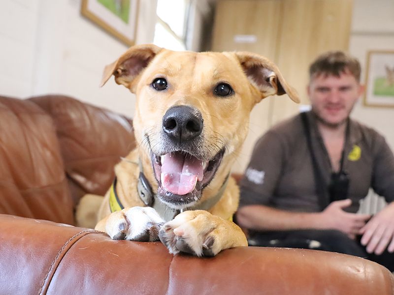 undefined | Lurcher Cross | undefined - 8