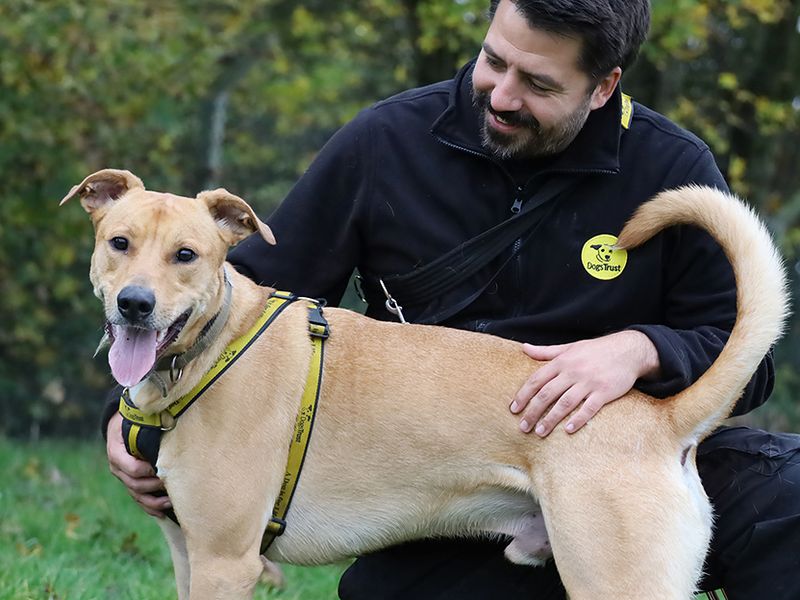 undefined | Lurcher Cross | undefined - 5
