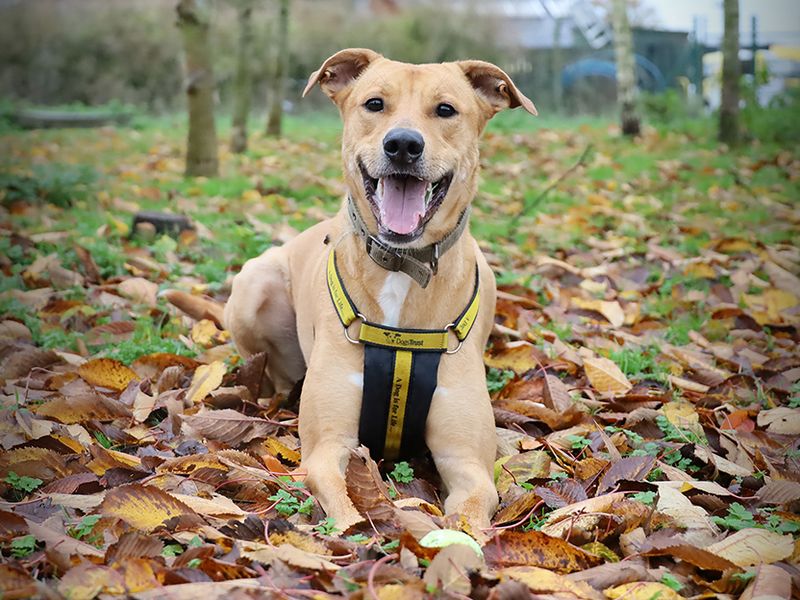 undefined | Lurcher Cross | undefined - 6