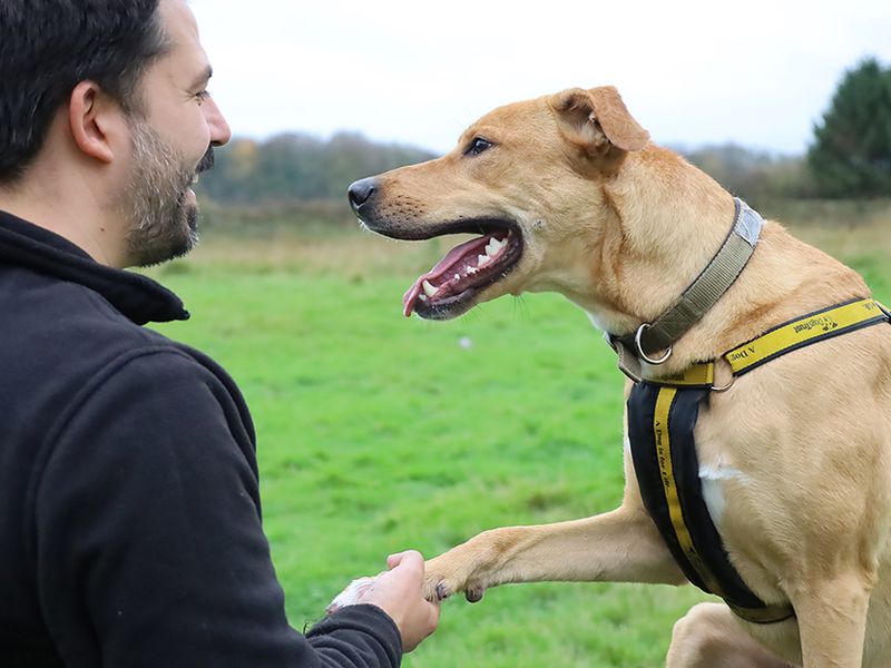 undefined | Lurcher Cross | undefined - 9
