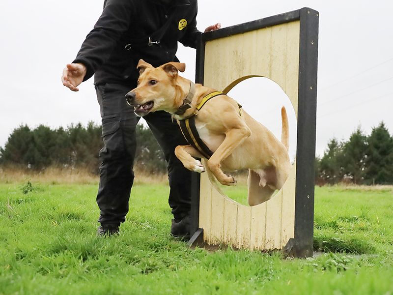 undefined | Lurcher Cross | undefined - 10