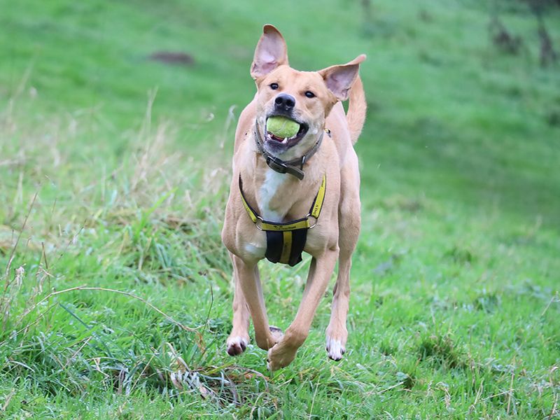 undefined | Lurcher Cross | undefined - 7