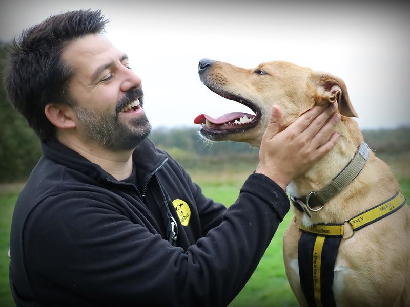 undefined | Lurcher Cross | undefined - 4