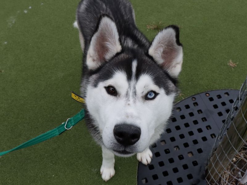 Siberian Husky for adoption in Evesham, Worcestershire – 3 years old - Image 2 of 5