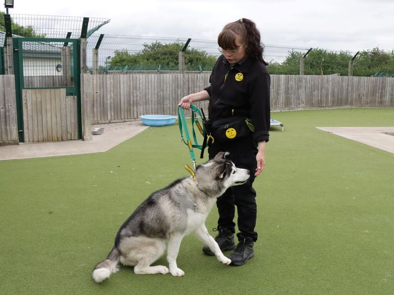Siberian Husky for adoption in Evesham, Worcestershire – 3 years old - Image 5 of 5