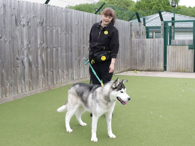 Siberian Husky for adoption in Evesham, Worcestershire – 3 years old - Image 4 of 5