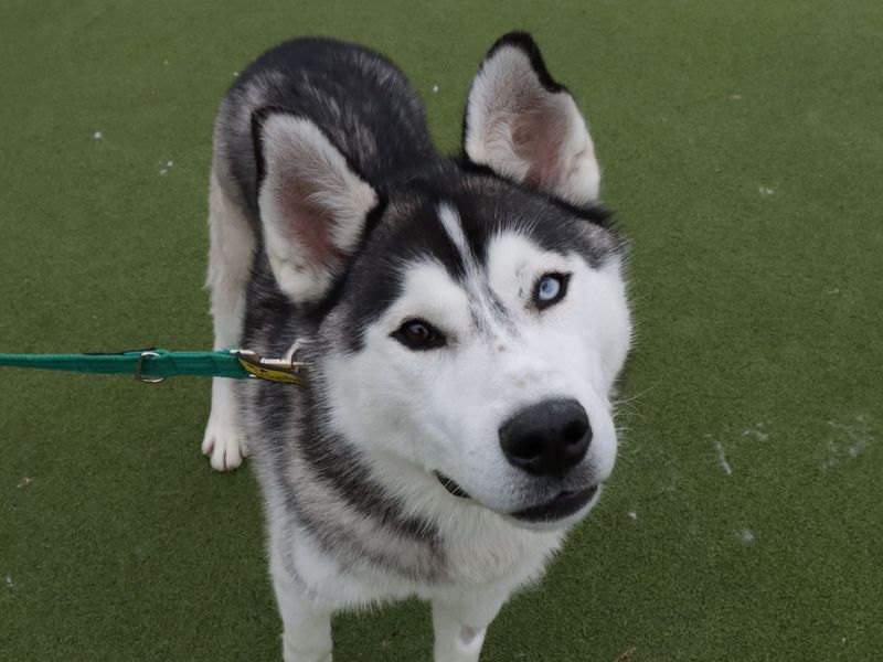 Siberian Husky for adoption in Evesham, Worcestershire – 3 years old - Image 3 of 5