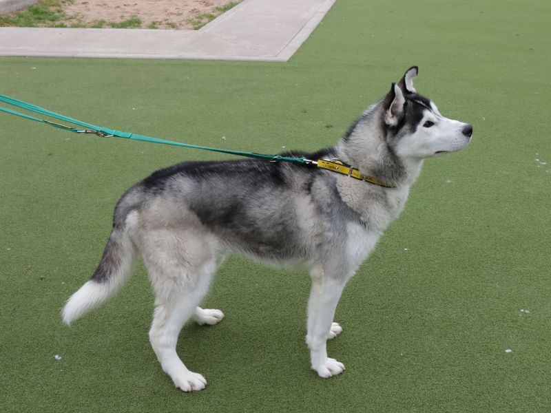 Siberian Husky for adoption in Evesham, Worcestershire – 3 years old - Image 1 of 5