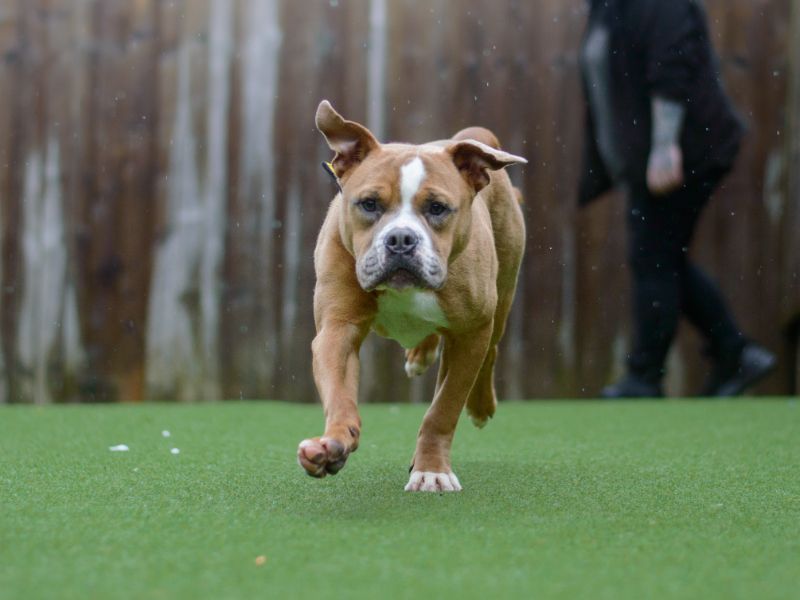 English Bulldog for adoption in Kenilworth, Warks – 2 years old - Image 9 of 10