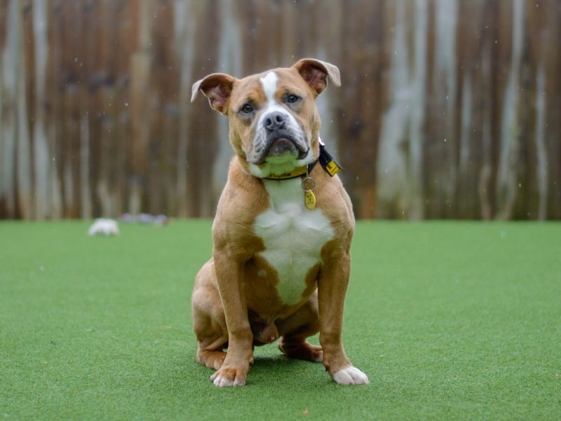 English Bulldog for adoption in Kenilworth, Warks – 2 years old - Image 6 of 10