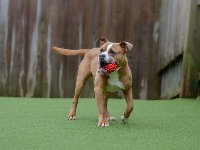 English Bulldog for adoption in Kenilworth, Warks – 2 years old - Image 7 of 10