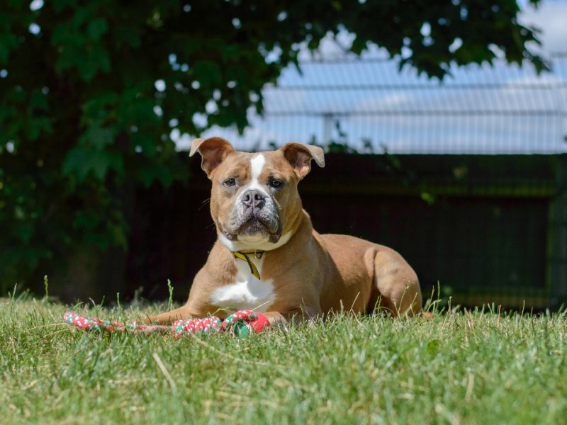 English Bulldog for adoption in Kenilworth, Warks – 2 years old - Image 8 of 10