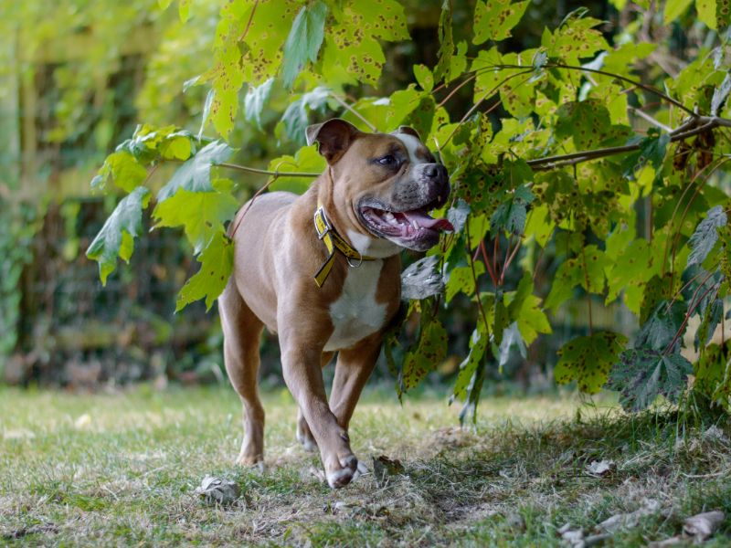 English Bulldog for adoption in Kenilworth, Warks – 2 years old - Image 2 of 10