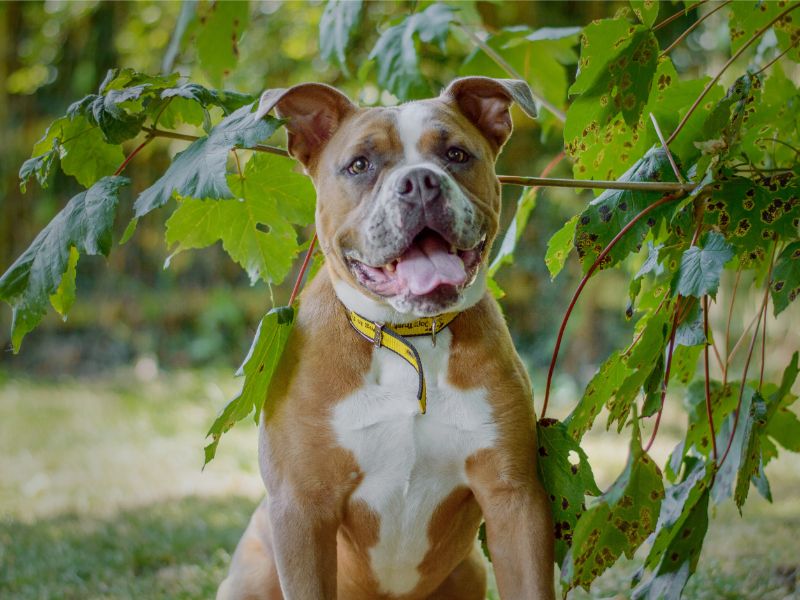 English Bulldog for adoption in Kenilworth, Warks – 2 years old - Image 5 of 10