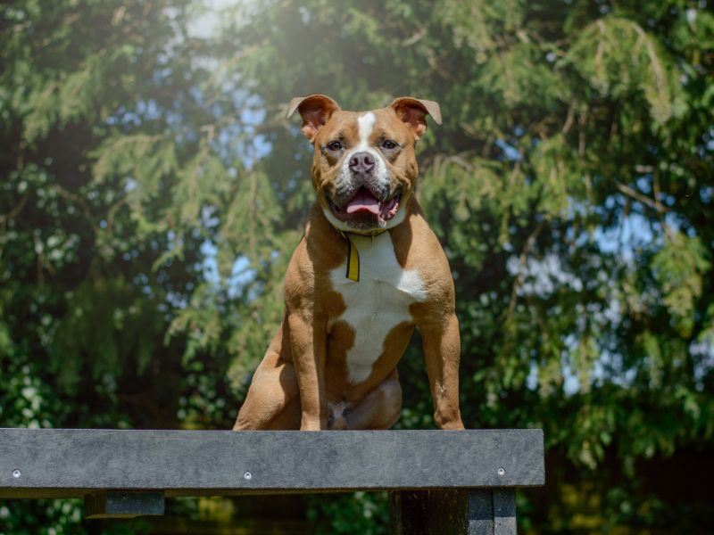 English Bulldog for adoption in Kenilworth, Warks – 2 years old - Image 10 of 10