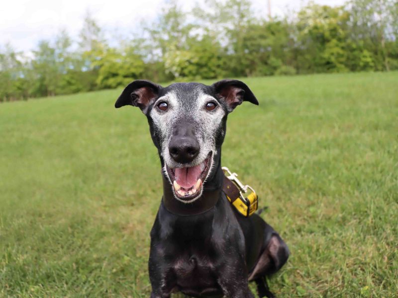 Dubbi | Whippet Cross | Darlington - 1