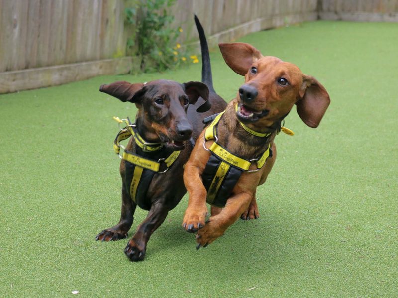 Dachshund for adoption in Glasgow, Scotland – 3 years old - Image 3 of 3