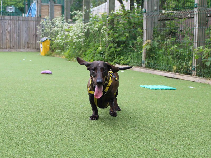 Ronnie | Dachshund (Smooth Haired) | Glasgow - 1