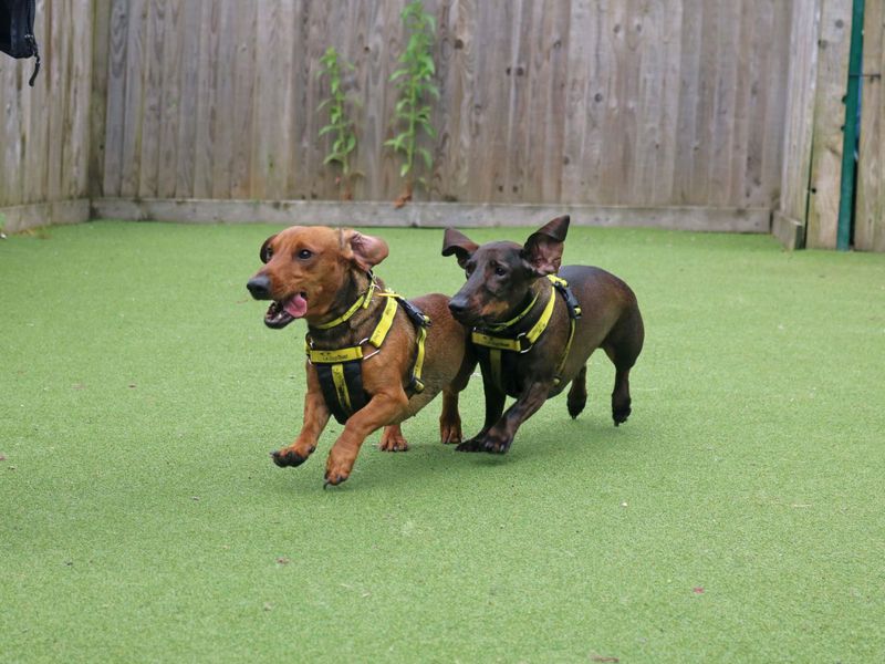 Dachshund for adoption in Glasgow, City of Glasgow – 3 years old - Image 2 of 4