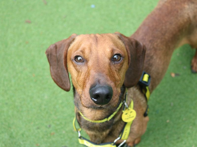 Dachshund for adoption in Glasgow, City of Glasgow – 3 years old - Image 4 of 4
