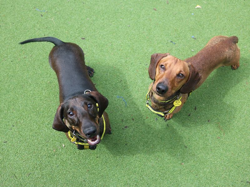 Dachshund for adoption in Glasgow, City of Glasgow – 3 years old - Image 3 of 4