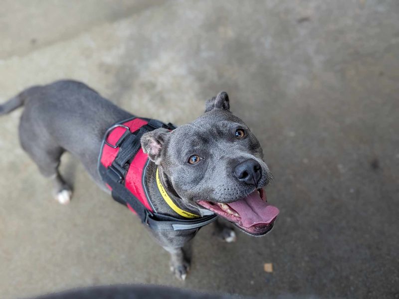 Staffordshire Bull Terrier for adoption in Wales, Somerset – 3 years old - Image 6 of 6