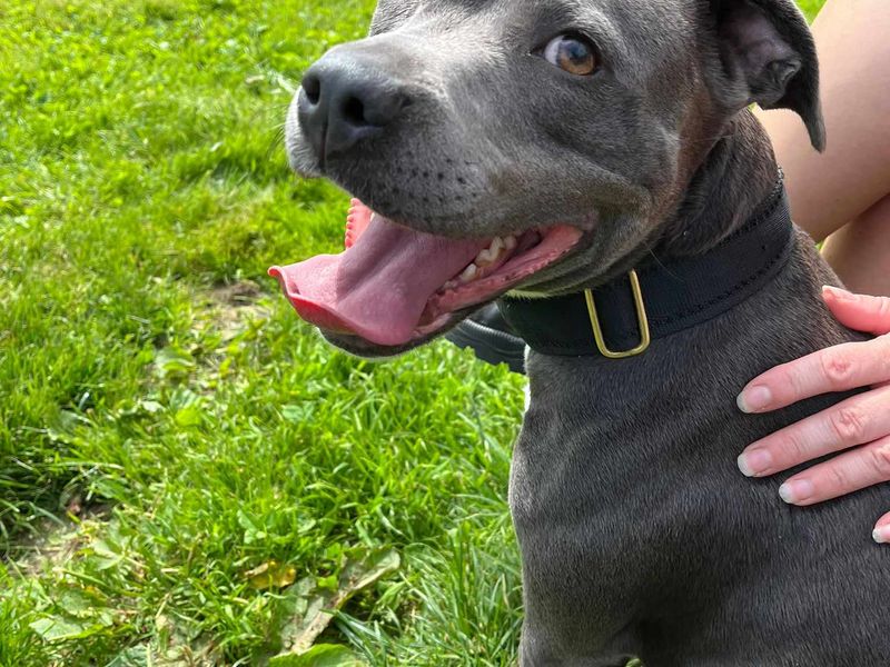 Staffordshire Bull Terrier for adoption in Wales, Somerset – 3 years old - Image 5 of 6