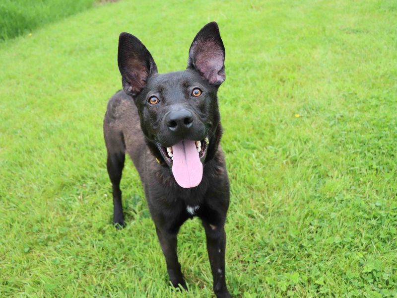 German Shepherd for adoption in Sadberge, Durham – 2 years old - Image 5 of 5