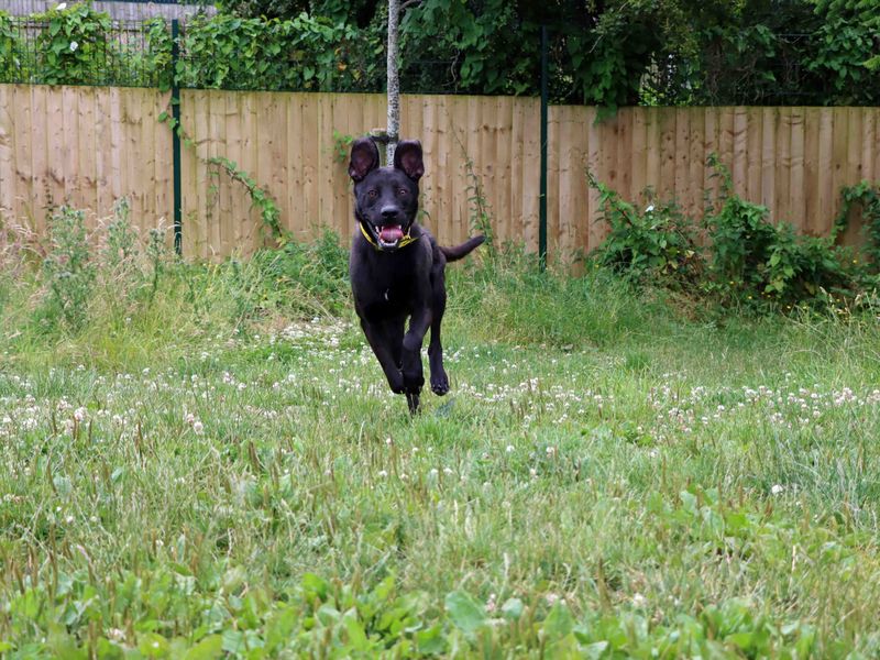undefined | German Shepherd Dog Cross | undefined - 2