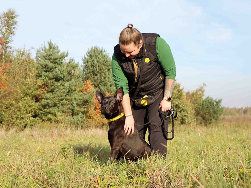 undefined | German Shepherd Dog Cross | undefined - 4