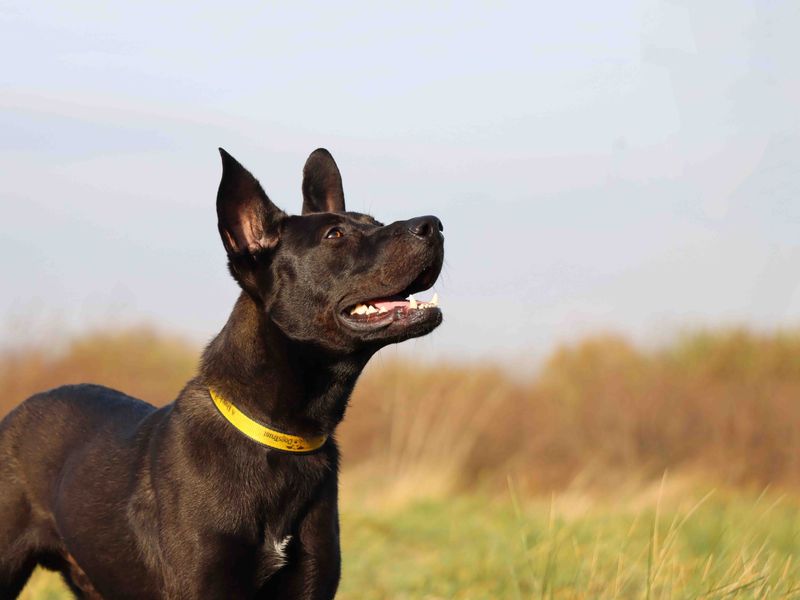 undefined | German Shepherd Dog Cross | undefined - 5