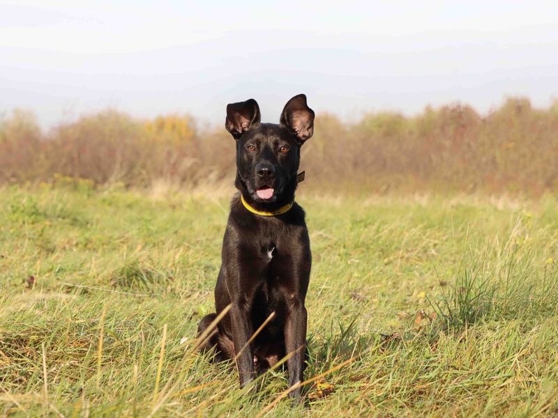 undefined | German Shepherd Dog Cross | undefined - 3