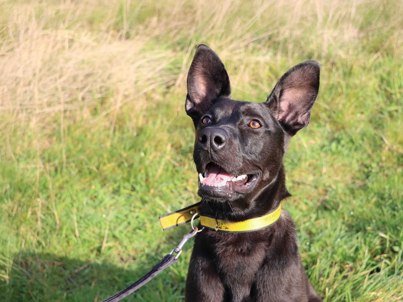undefined | German Shepherd Dog Cross | undefined - 6