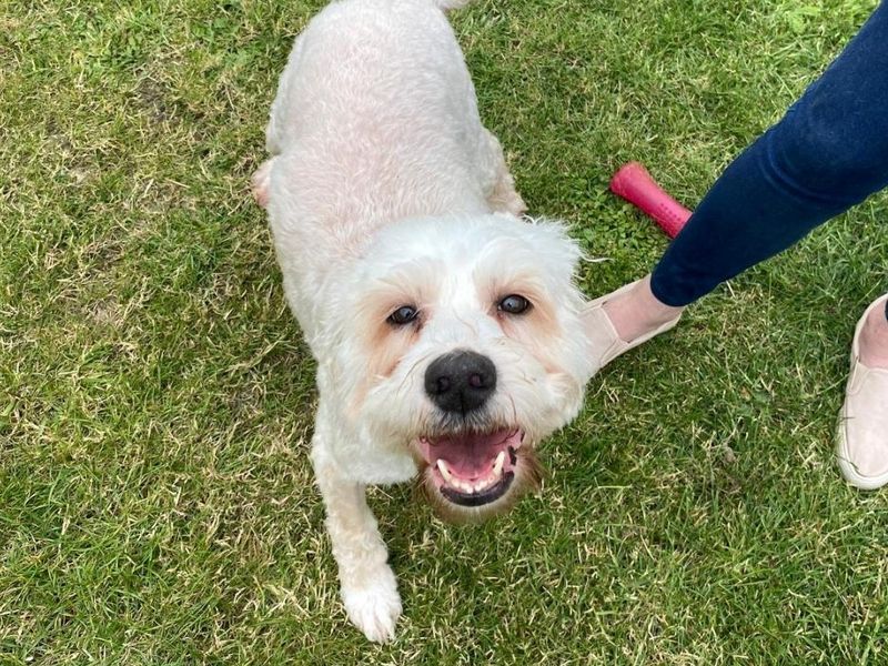 Poodle for adoption in Shoreham by Sea, West Sussex – 5 years old - Image 3 of 5