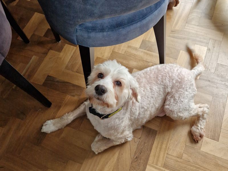 Poodle for adoption in Shoreham by Sea, West Sussex – 5 years old - Image 1 of 5