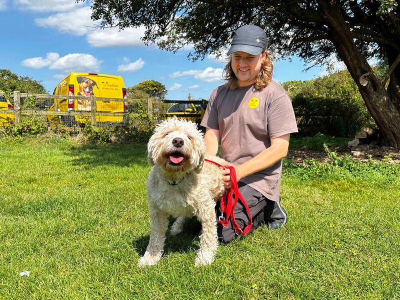 Poodle for adoption in Shoreham by Sea, West Sussex – 5 years old - Image 5 of 5