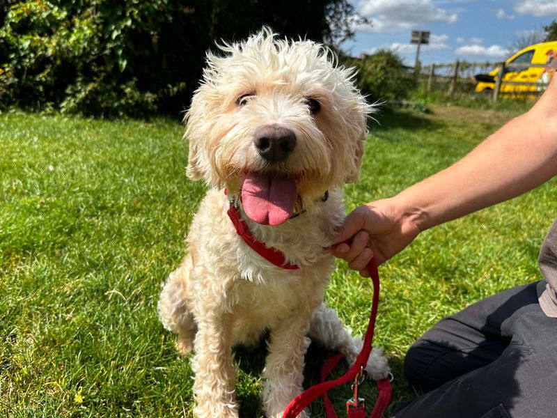 Poodle for adoption in Shoreham by Sea, West Sussex – 5 years old - Image 4 of 5
