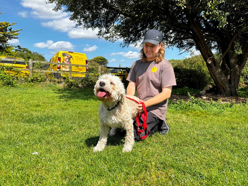 Poodle for adoption in Shoreham by Sea, West Sussex – 5 years old - Image 2 of 5