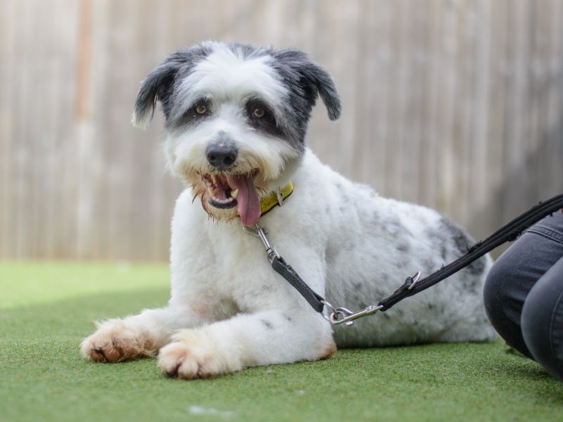 Foggy | Old English Sheepdog Cross | Kenilworth (West Midlands) - 1