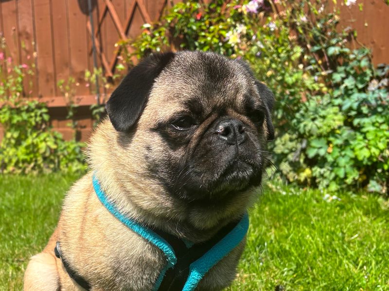 Pug for adoption in Wymeswold, Leicestershire – 4 years old