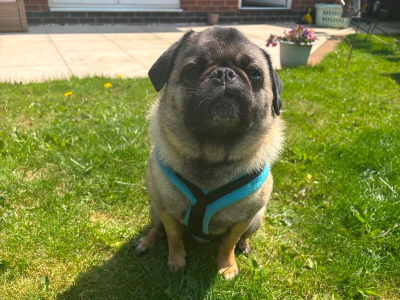 Pug for adoption in Wymeswold, Leicestershire – 4 years old - Image 2 of 2