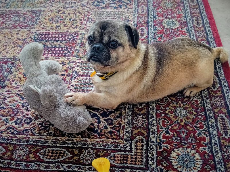 Pug for adoption in Ballymena, Co Antrim – 9 years old - Image 3 of 3