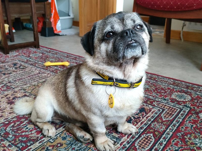 Pug for adoption in Ballymena, Co Antrim – 9 years old - Image 1 of 3