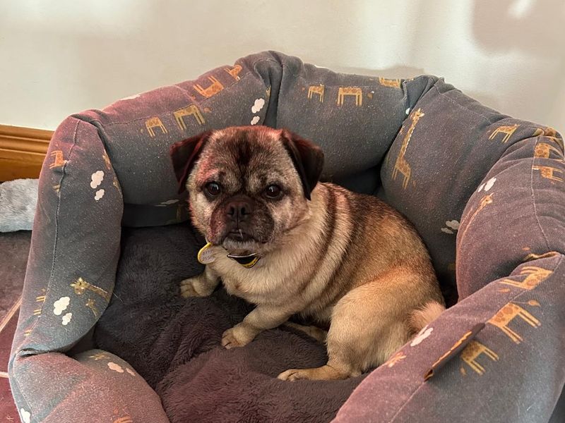 Pug for adoption in Ballymena, Co Antrim – 9 years old - Image 2 of 3
