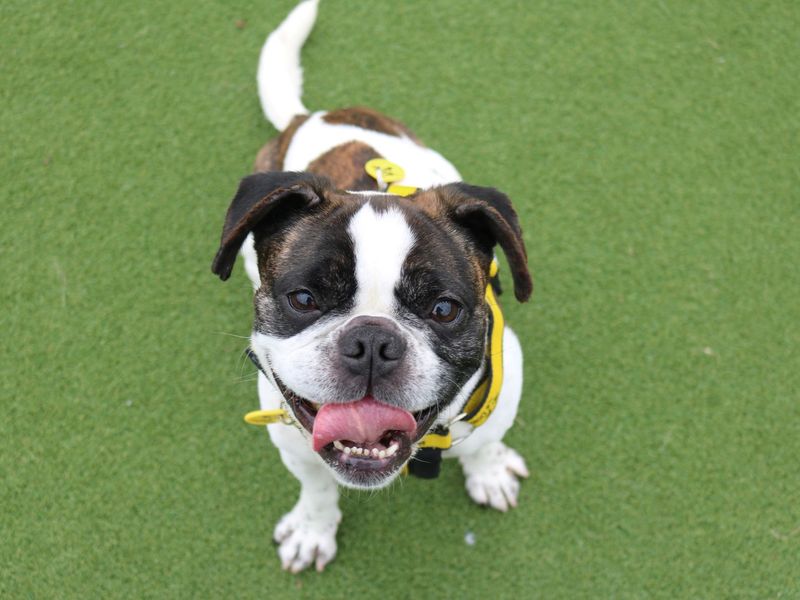 French Bulldog for adoption in Glasgow, Scotland – 6 years old - Image 2 of 3