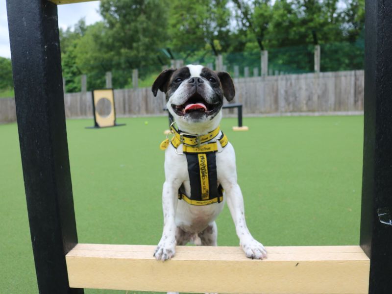 French Bulldog for adoption in Glasgow, Scotland – 6 years old - Image 3 of 3