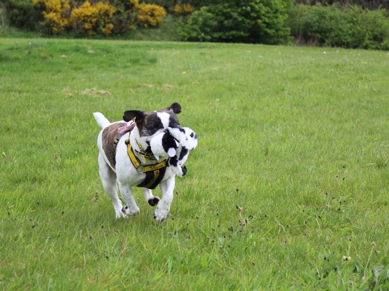 Pug for adoption in Glasgow, Scotland – 7 years old - Image 2 of 10
