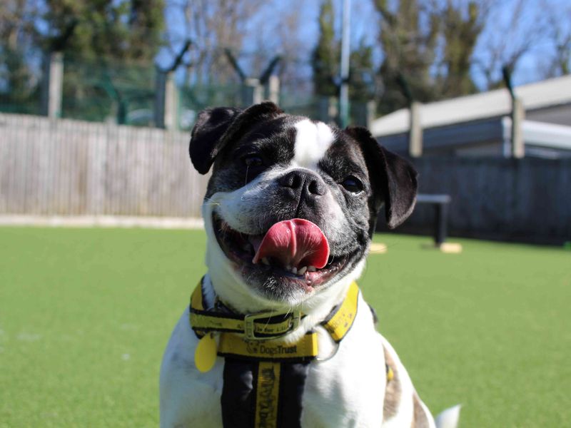 Pug for adoption in Glasgow, Scotland – 7 years old - Image 6 of 10