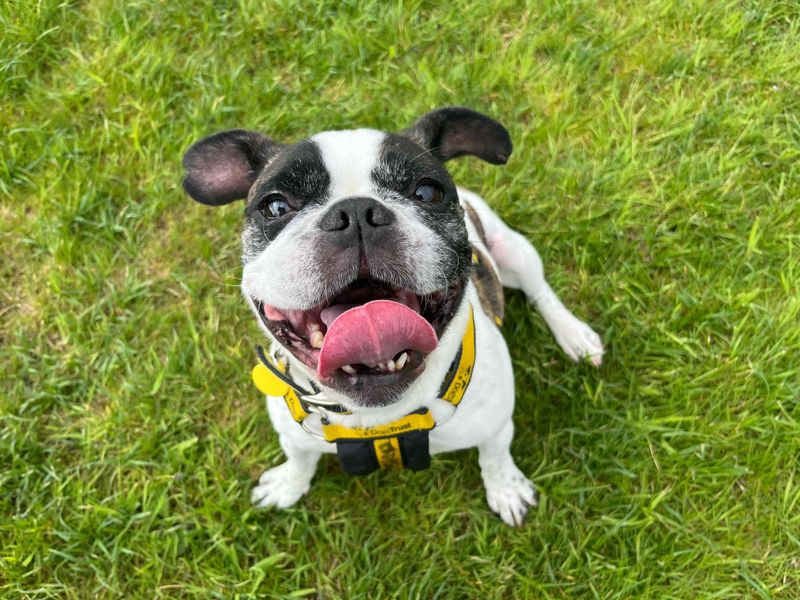 Pug for adoption in Glasgow, Scotland – 7 years old - Image 10 of 10