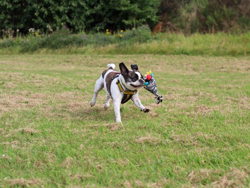 Pug for adoption in Glasgow, Scotland – 7 years old - Image 3 of 10